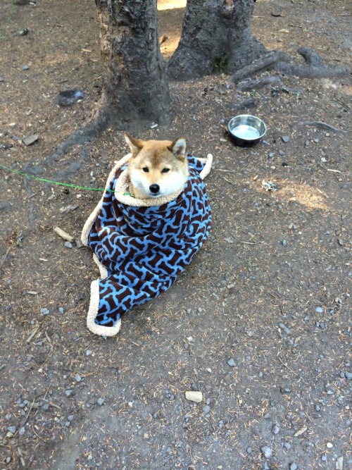 kumaandbean:   Kuma gets a chill. 