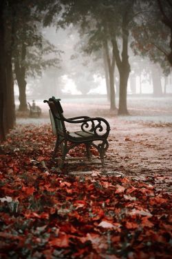 seasonalwonderment:  Autumn Mist 