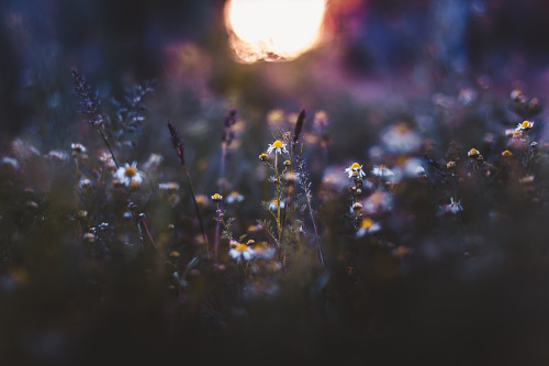 accio-forest:  chamomile by Kristina Manchenko  