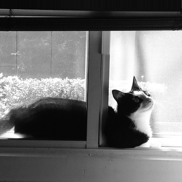 Benjamin Booker on the stereo, cat on the window sill, getting a Refuge ceremony ready for tomorrow… Realizing that my cat is one of my greatest teachers… The dharma of Dwight, check it out! #catsofig #buddhism #happy #blessed #dharma #montreal