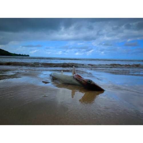 Dead Baby Hammerhead on the beach of Hauula Hawaii- #iphonexsmax #iphonephotography #iphonephoto #vscofilter #photos #photo #iphonevideo #4k #24fps #photoplus (at Hauula,...