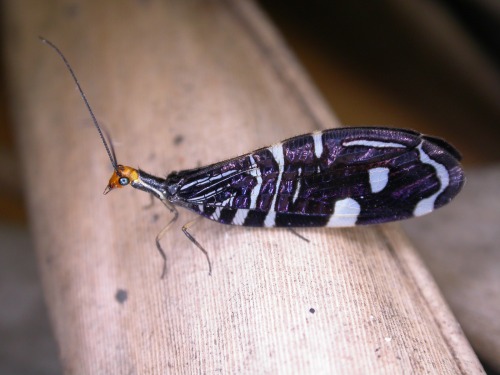 realmonstrosities:Some larvae and adults from the Osmylidae family.Osmylids are net-winged insects, 