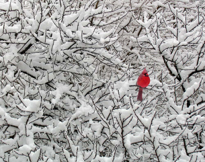 redheaded-girlygirl:Hope is a thing with feathers-That perches in the soul-That sings the tune without the words-And never stops at all-Emily Dickinson