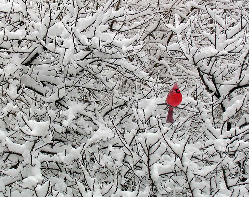 redheaded-girlygirl:Hope is a thing with feathers-That perches in the soul-That sings