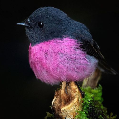 #Birdography Presents  A Pink Robin beautifully captured in Otway National Park, Victoria  by #birdo