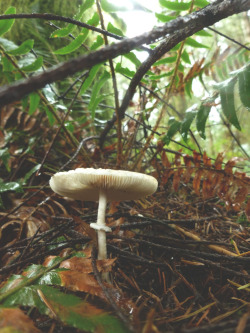 ostealjewelry:  Wild Mushrooms of the Pacific Northwest.
