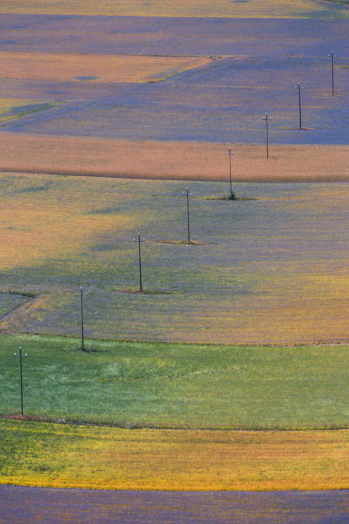 Flowering geometries da luigig75Tramite Flickr:Typical scenery at Castelluccio di Norcia, in the Umb