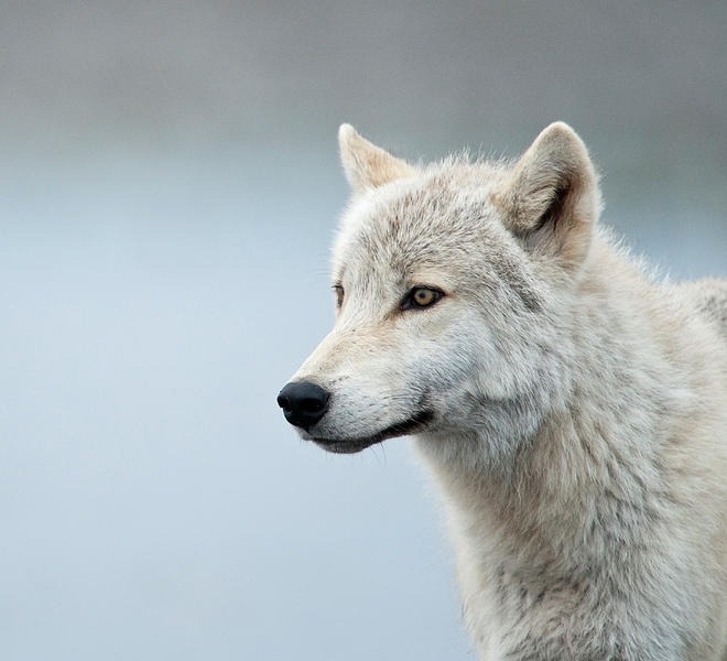 beautiful-wildlife:  Grey Wolf Portrait by Daisy Gilardini 