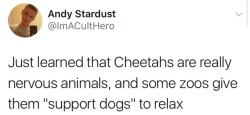 weavemama:  weavemama:THIS IS TOO PURE  also it’s true how baby cheetahs are considered “socially awkward” omfg we need to protect them at all costs 