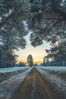 expressions-of-nature:  by Lashkov Fedor Pavlovsk Park, St. Petersburg, Russia 