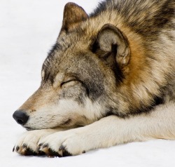 beautiful-wildlife:Sleeping Wolf by Gary Slawsky