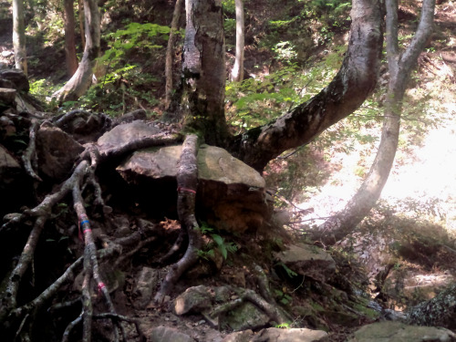 岩篭山（いわごもりやま、Mt.Iwagomori、標高765.2m）敦賀三山（野坂山、岩籠山、西方ヶ岳）登山道の風景（12日、急に陽が射してきた。1分位でしたがちょっと神々しい気分に。）、岩篭山からイ