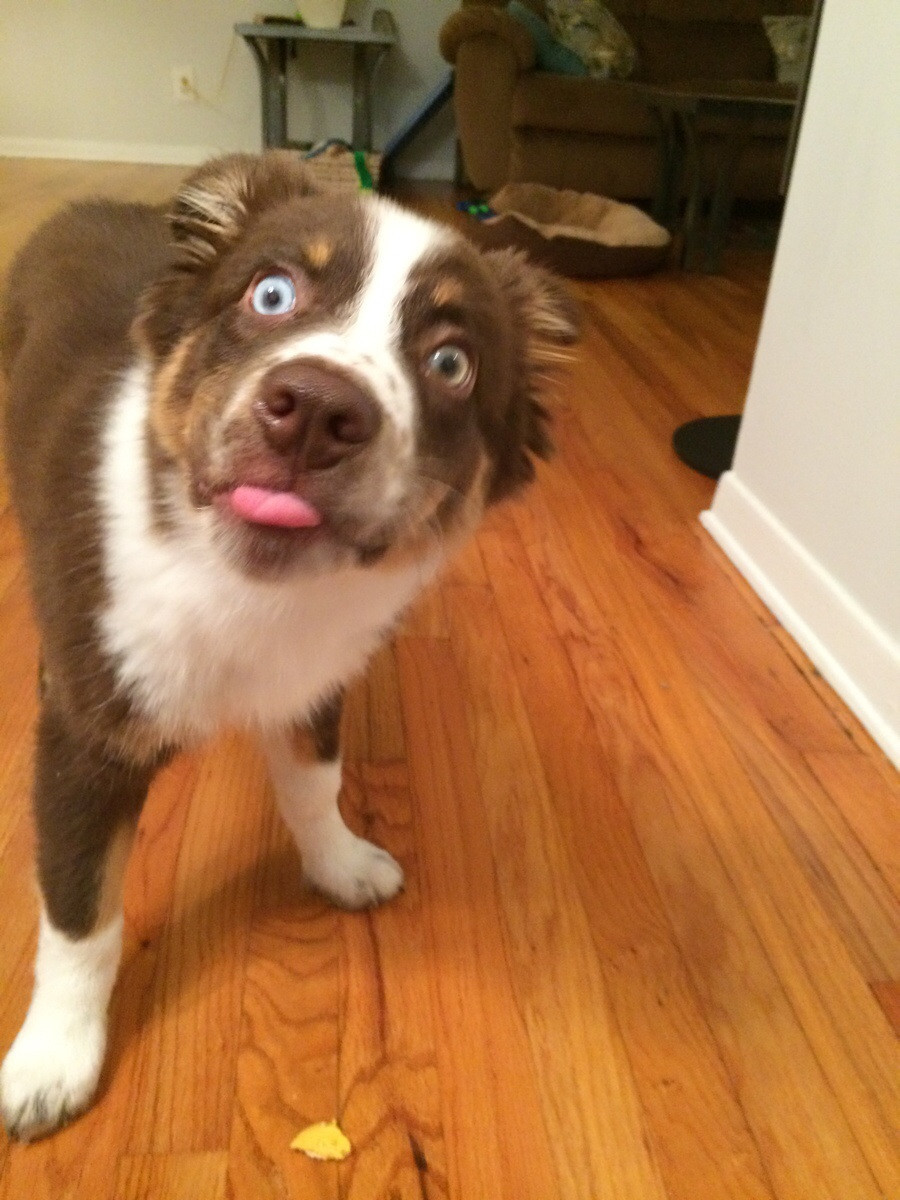 awwww-cute:  First taste of peanut butter