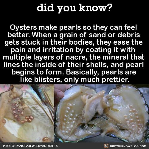 did-you-kno:Oysters make pearls so they can feel better. When a grain of sand or debris gets stuck i