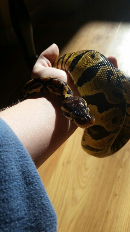 pastel-snek:Little baby