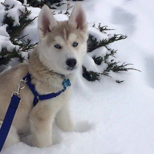I want this dog 😍🐾🐾 by teamvrod