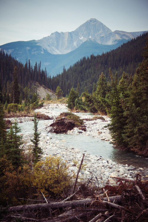 vhord:  chernobyl-tea-party:  n-c-x:  just-breezy:  Creek   	 	Katie Brady 	 	 	 			 				 					 				 			 		    nature blog  Mostly nature  strictly nature 