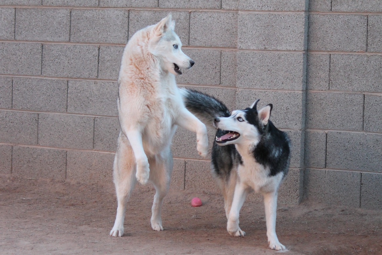6woofs:  K vs. T Results: TIE. 