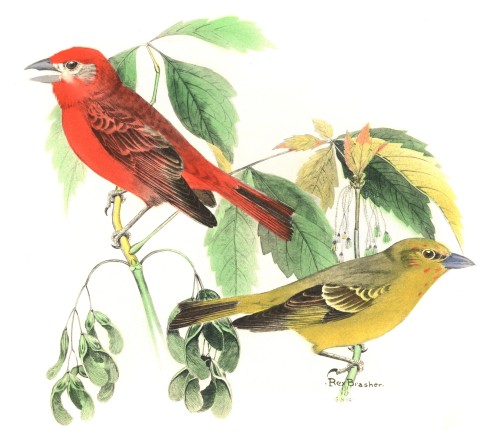 A Tanager FeathursdayThis week we complete our tour of the Cardinalidae with the Tanagers 