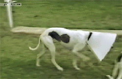 doggykittyeverywhere:  http://doggykittyeverywhere.tumblr.com 