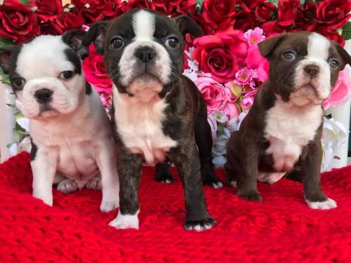 bostonterrierdogs:  Happy #Valentines Day! This is Freddie, Prince and Tom Jones  😍