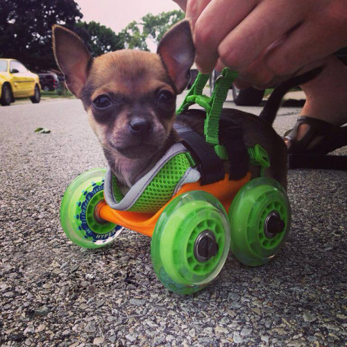 rosalarian:  cubebreaker:  TurboRoo, a chihuahua born without its front legs, was given a 3D printed cart made by San Diego firm 3dyn so he could train to be a service dog for disabled children.  I think we could all use these pics today.  