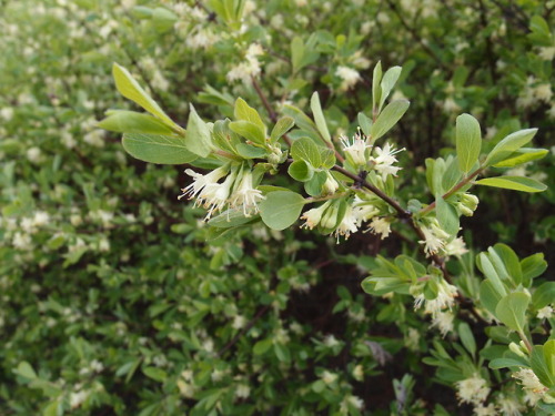 Lonicera caerulea— honeyberry a.k.a. haskap berry a.k.a. blue-berried honeysuckle