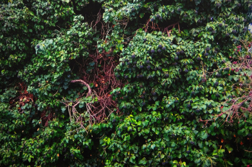 elvenforestworld: Hedera helix, the common ivy, English ivy, European ivy, or just ivy Its purple-bl