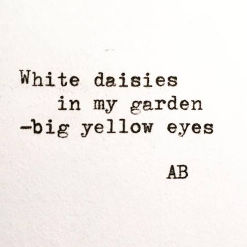 Haiku # 27 // ft. White daisies