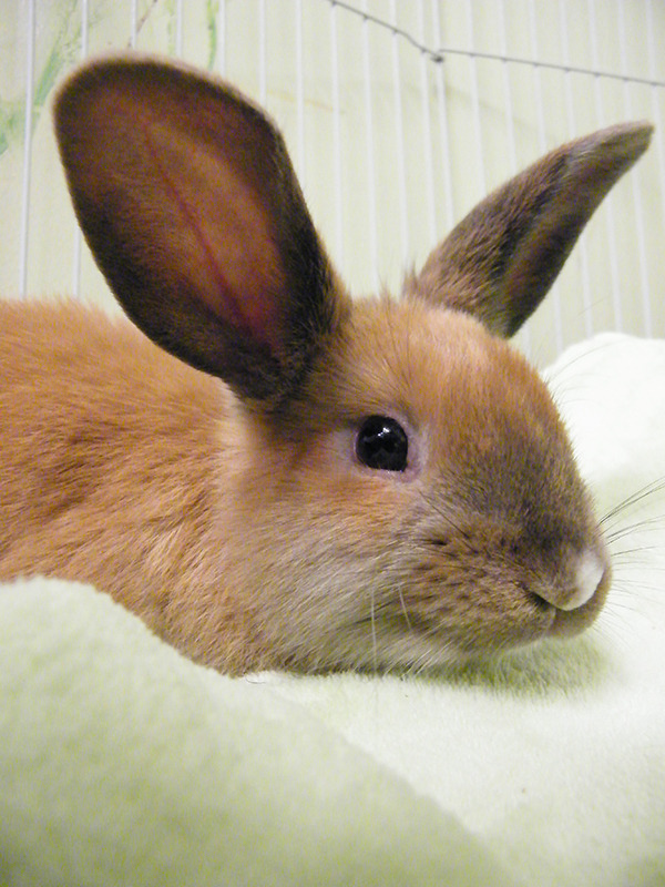 fortunas-sands:  Tate, at the Georgia House Rabbit Society. Very young bunny that