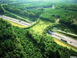 as-cosy-as-can-be:  This is a wildlife bridge in the Netherlands. Wildlife bridges are designed to help animals cross busy highways in safety. They don’t just protect wildlife from being hit by cars - they also connect fragmented habitats and help populat
