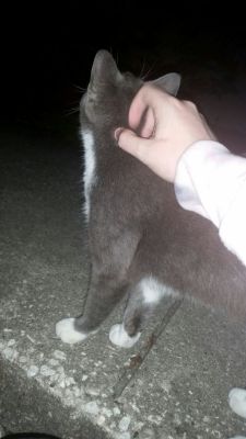 amy-the-baby-otter: last night i went out for a smoke and met this smol guy. I gave him some pets and was gonna leave but he ran in front of me and yelled till i stopped and pet him again.  Needless to say i stayed outside for 1.5 hours with this cat.