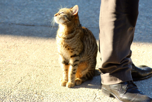 useless-greecefacts:cute Greek cats I’ve met 2/?