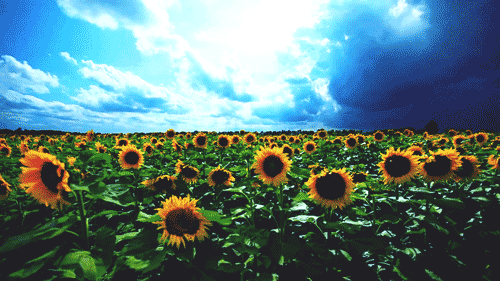 spiritedastray-deactivated20220:  It’s not that I don’t like Sunflowers. I find