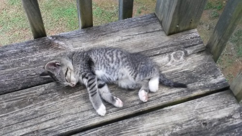  Fat sleepy kitten is fat and sleepy. Cute overload. But don’t let the cuteness fool you - I n