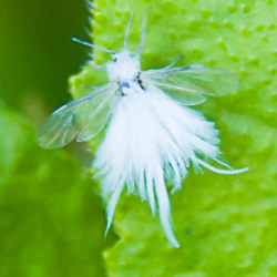 milkmoon:  the-darkest-of-lights:  princenotcharming:  princessplutto:  bonemoss:  no offense but have u seen wooly aphids  I thought this was a little fairy  I’ve actually always called these fairies lol. I even got a pic of over somewhere that looks