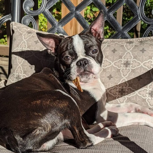 bostonterrierdogs:Here is another winning Boston Terrier World picture for the month of January 2021