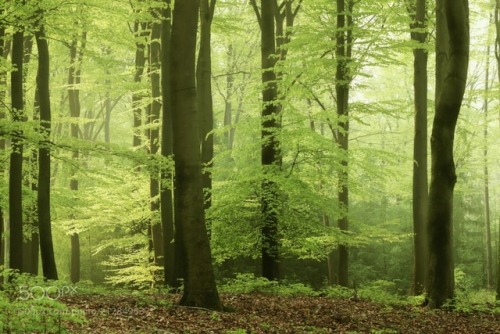 superbnature: Spring in the foggy beech forest by Vollemaan