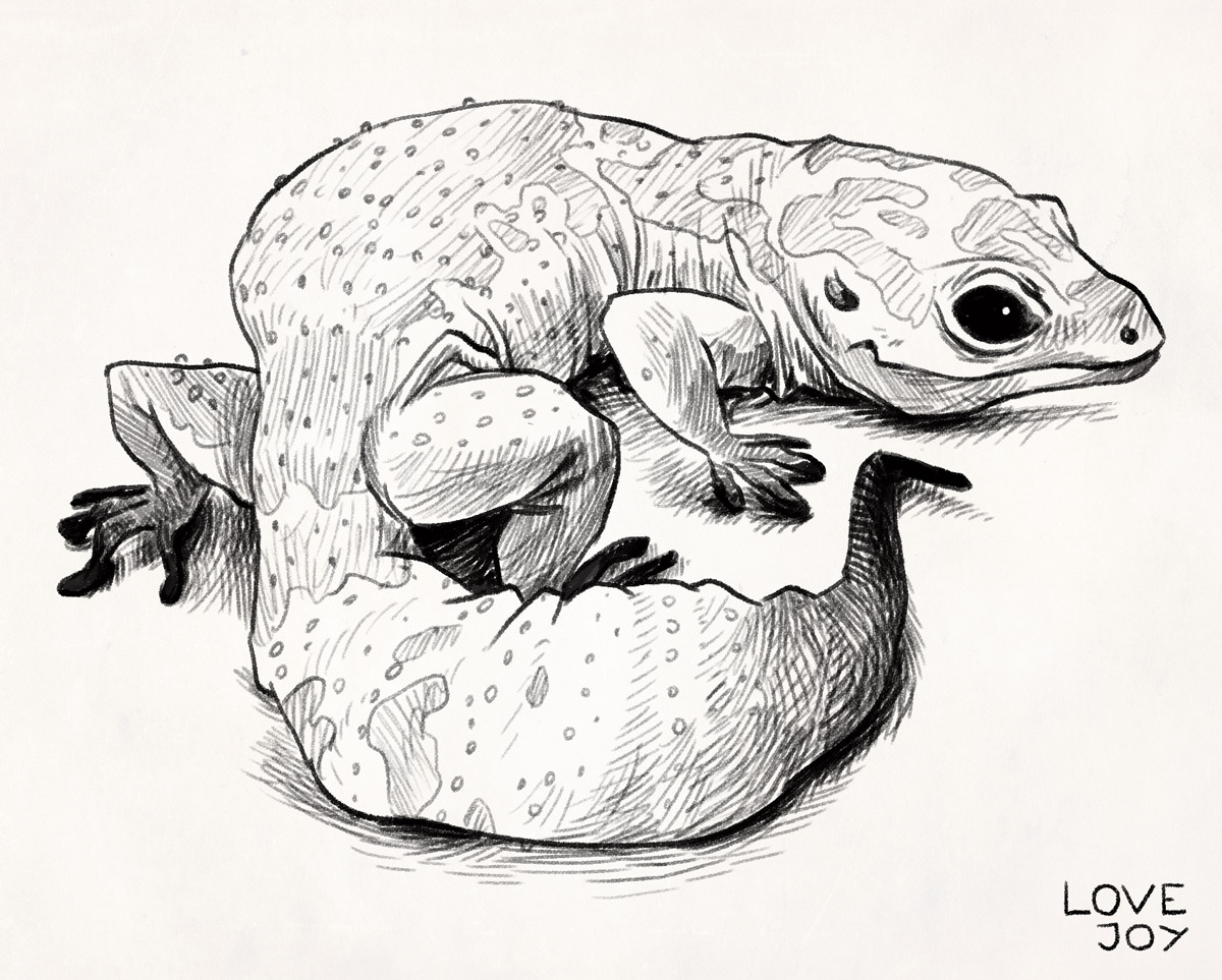 Featured image of post Leopard Gecko Drawings Pair of cheeky leopard geckos stick out their tongues for the camera