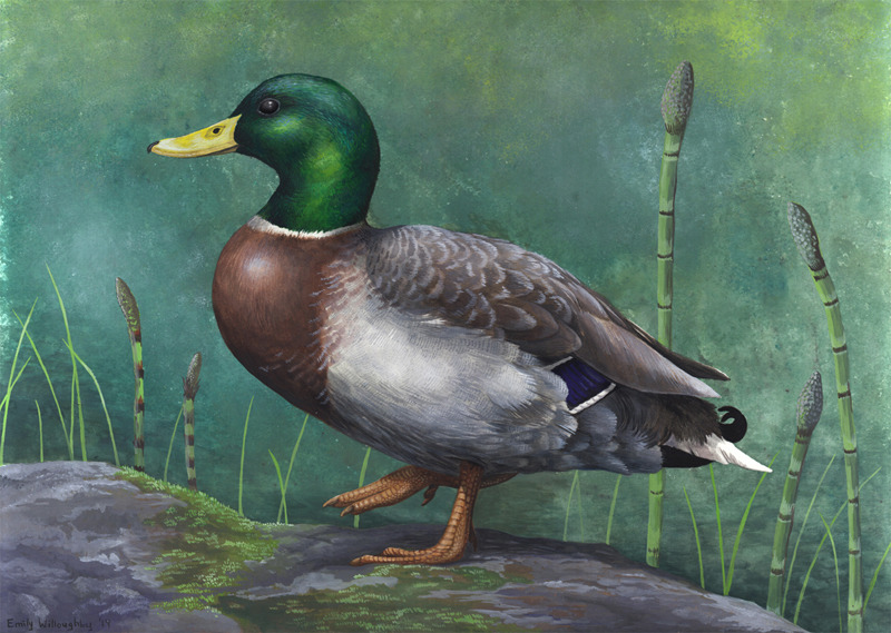 The mallard duck, Anas platyrhynchos, is much overlooked by many bird enthusiasts due to its ubiquity, but the mallard is an interesting bird for a number of reasons. It’s one of the most widespread ducks on the planet, and has the unique ability to...