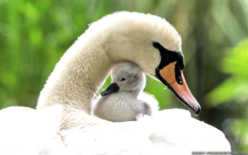 Mother swan and babies