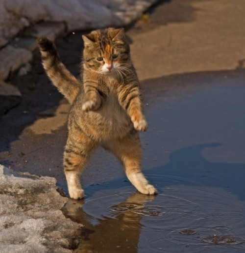 kittehkats: Cat Interpretive Dance # 9 Dandelion floofs on an Autum Breeze Found on weibo.com