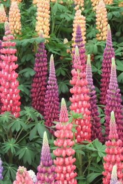 gardeninglovers:  I’ve got a thing for Lupines. To me they feel like they are straight out of a science fiction movie - so different from most other blooms. 