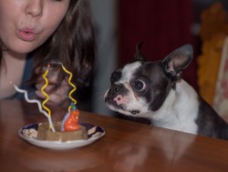 fuckyeahbostonterriers:  Bentley could not believe he got a cake for his 3rd birthday. He got some help to blow out the candles.   Those eyes😂😂😊😍