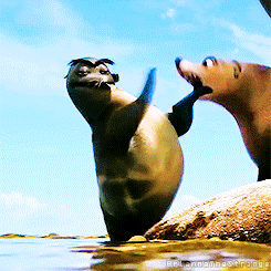 GERALD! GET OFF THE ROCK! SHOVE OFF! OFF! OFF! OFF! OFF! OFF! OFF! {x}