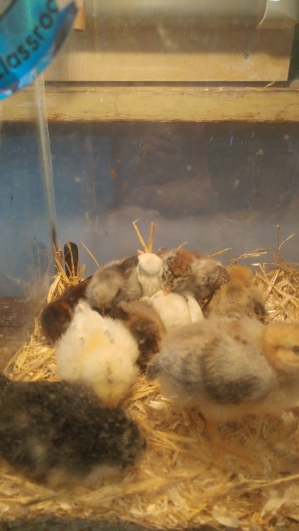 CHICKIES!Btw they’re actually going to a farm that needs new roosters so even the boys will have lon