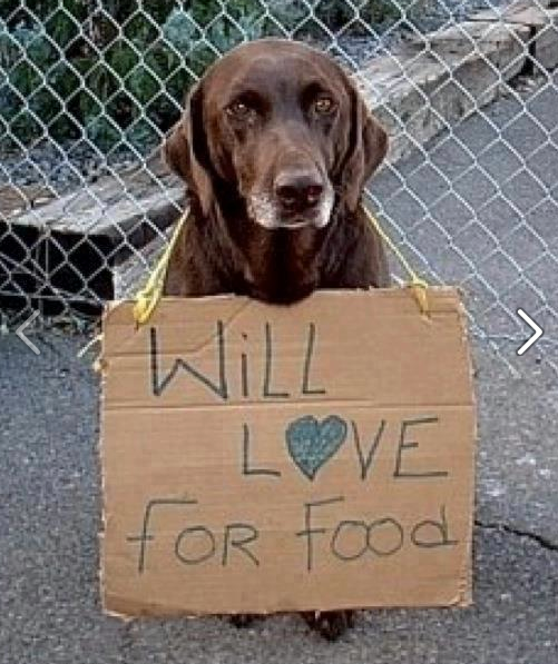 cutedoggiepix:  Adopt a dog and make a new friend! Read articles on dog adoption here