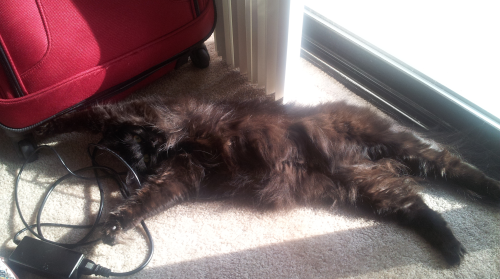 Perseid enjoying a rare sunny day in Seattle. Domestic medium hair, adopted from Seattle Humane Soci