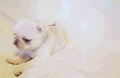littlesexxkitten:  kiddiepageants: Marshmellow the white pug (x)  TOO CUTE 