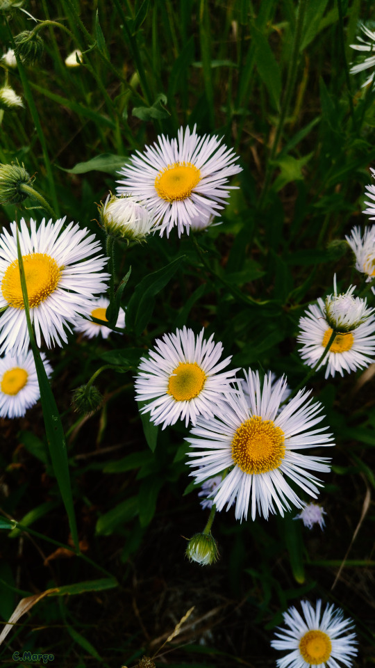  , (Erigeron Speciosus). 24. Erigeron Speciosus (Showy Fleabane).August 24.